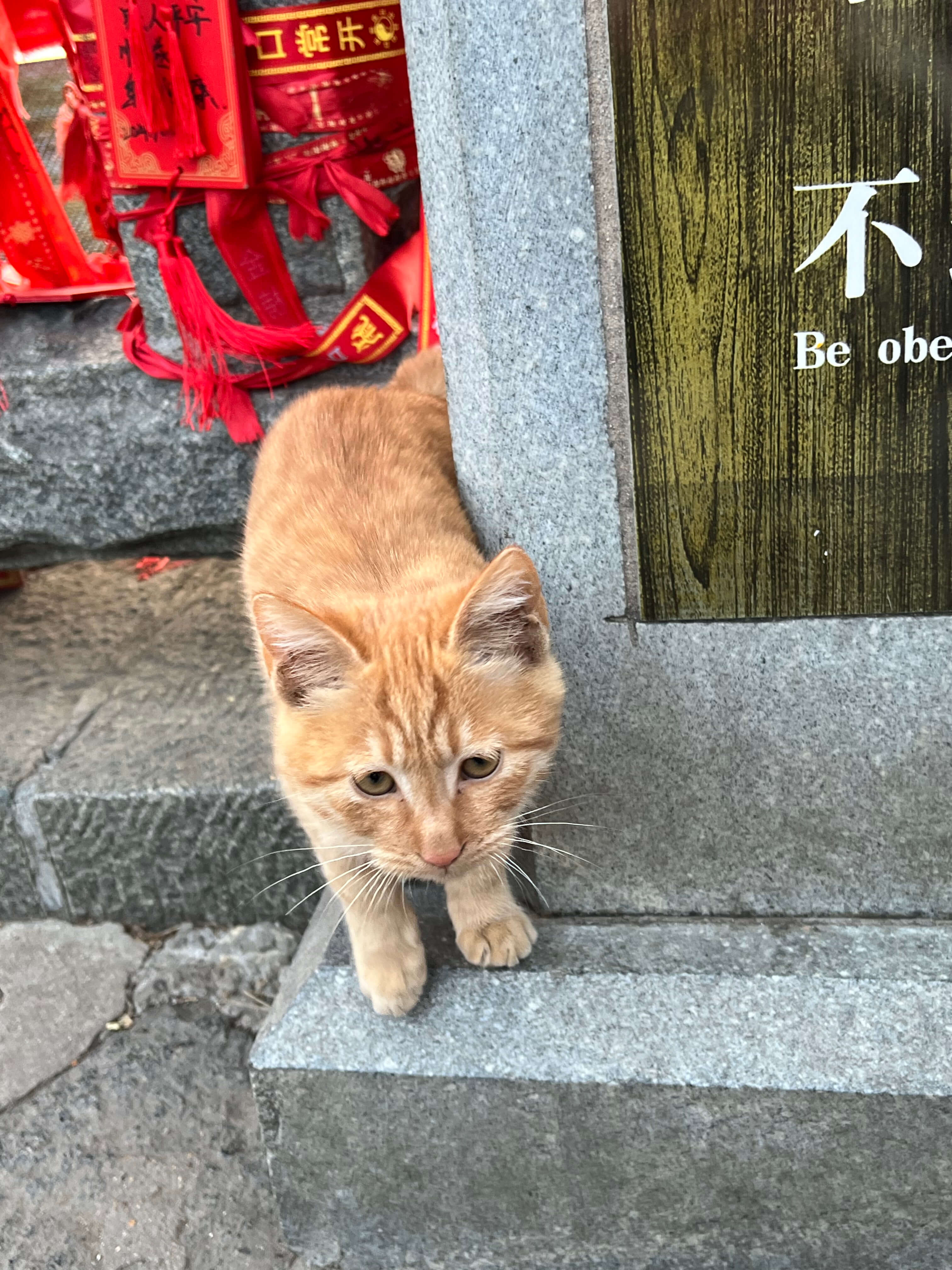中天门附近的小猫